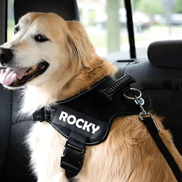 Extendo Dog Safety Seat Belt